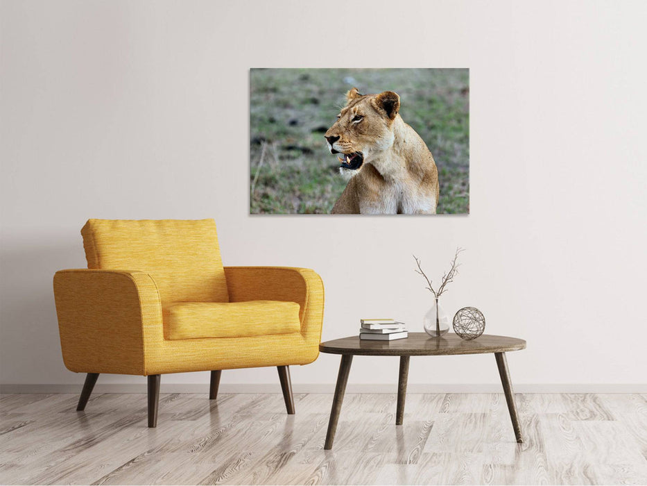 Canvas print Magnificent lioness