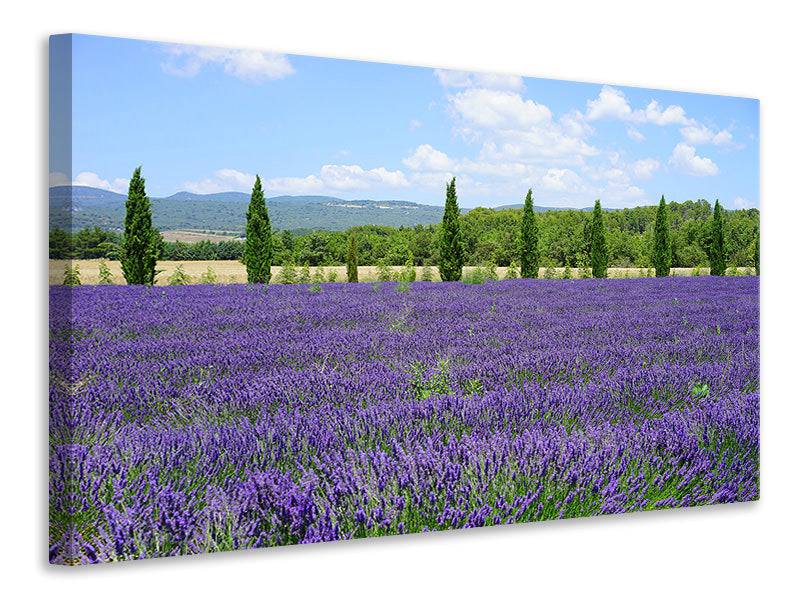 Canvas print Magnificent lavender field