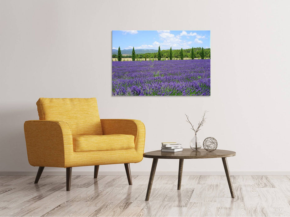 Canvas print Magnificent lavender field