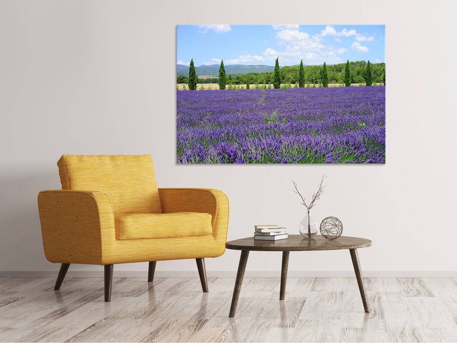 Canvas print Magnificent lavender field