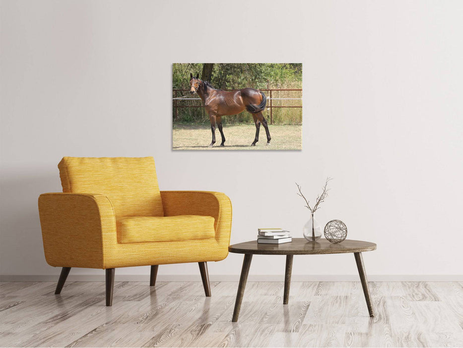 Canvas print Magnificent Thoroughbred