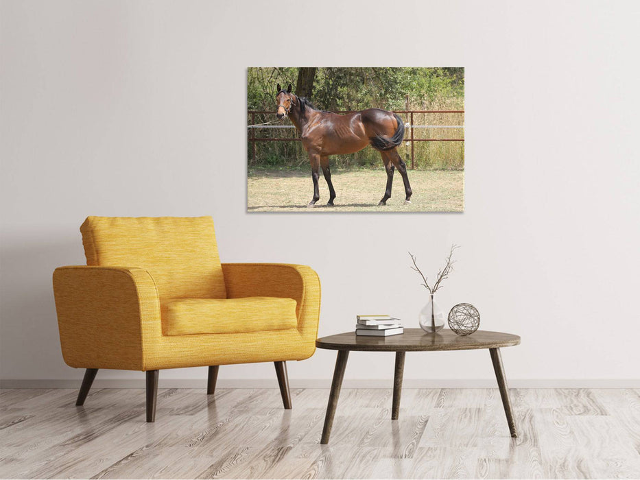 Canvas print Magnificent Thoroughbred