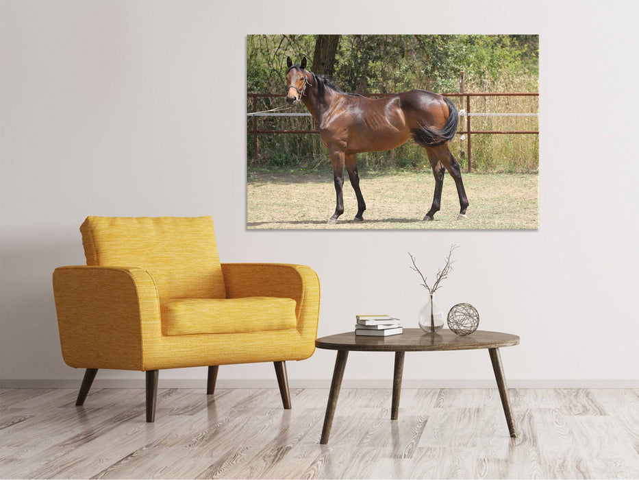 Canvas print Magnificent Thoroughbred