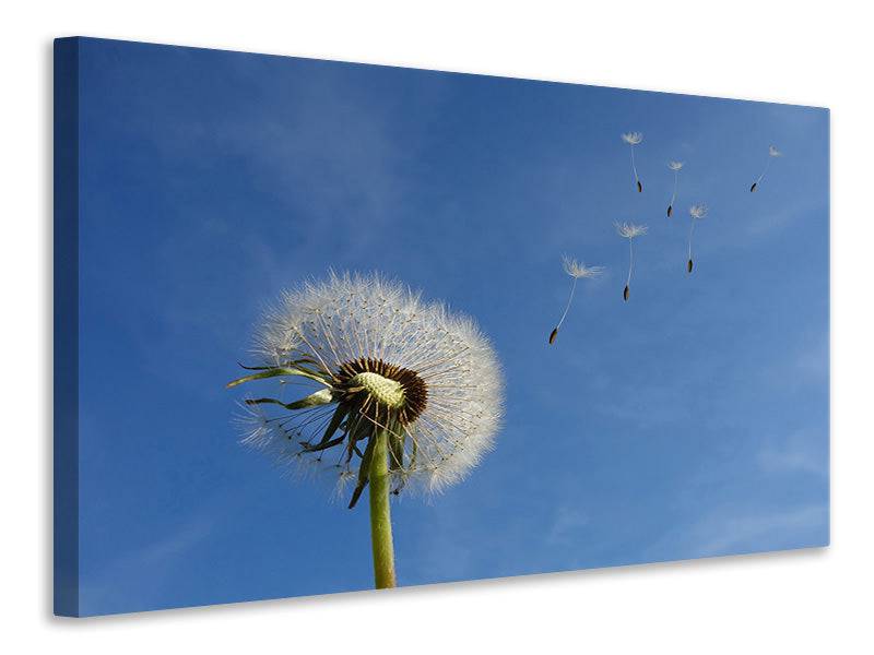 Leinwandbild Pusteblume - ich wünsch mir was - Tag2 by Suzenna