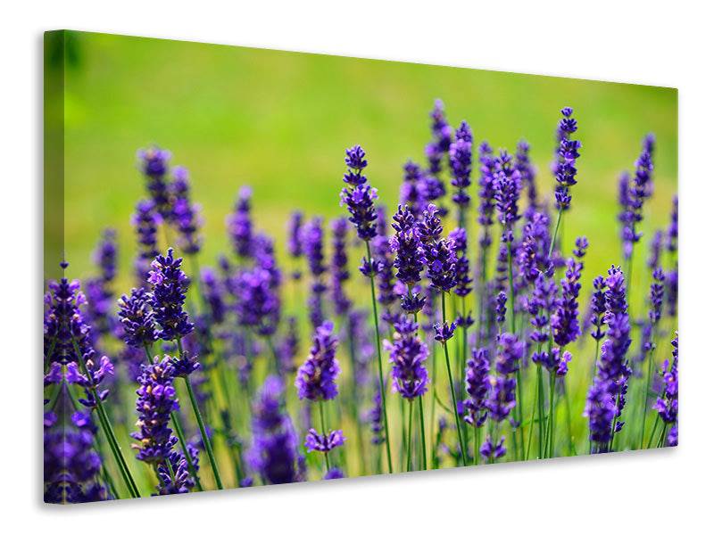 Canvas print Beautiful lavender