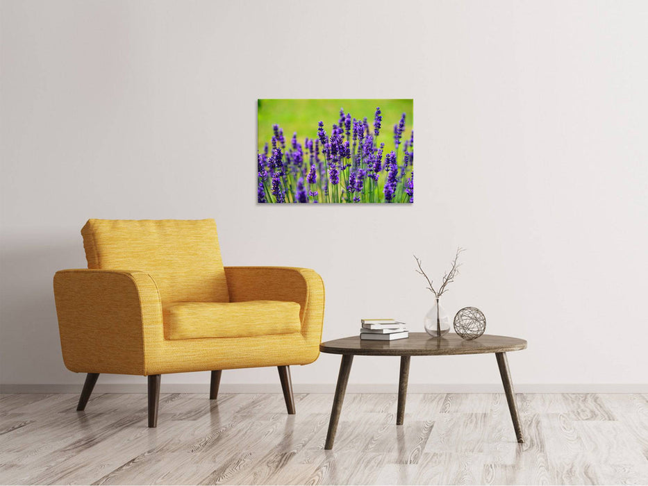 Canvas print Beautiful lavender