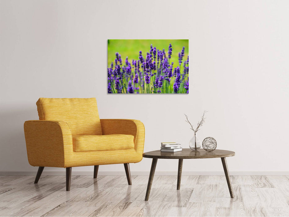 Canvas print Beautiful lavender