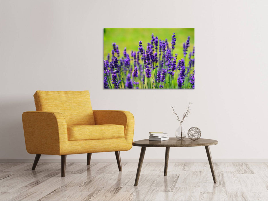 Canvas print Beautiful lavender