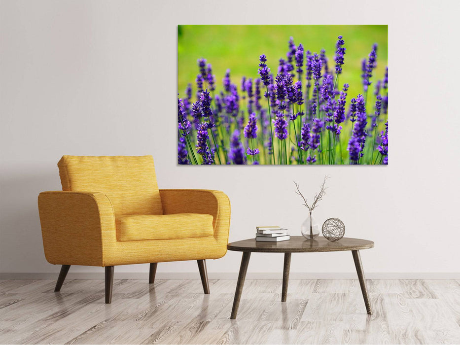 Canvas print Beautiful lavender