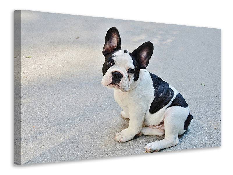 Tableaux sur toile Mignon bouledogue français