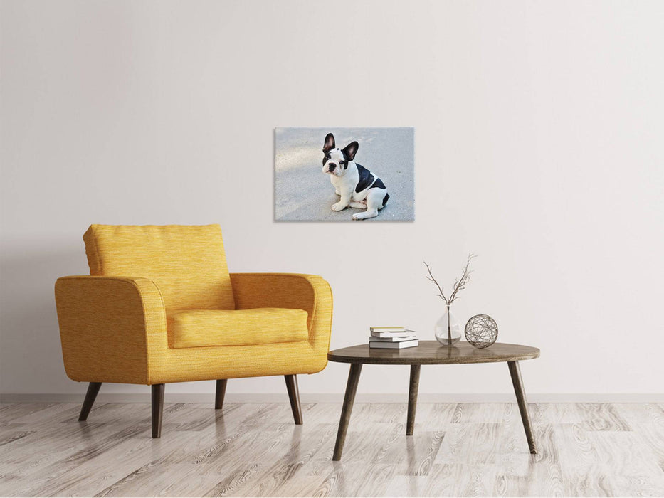 Tableaux sur toile Mignon bouledogue français