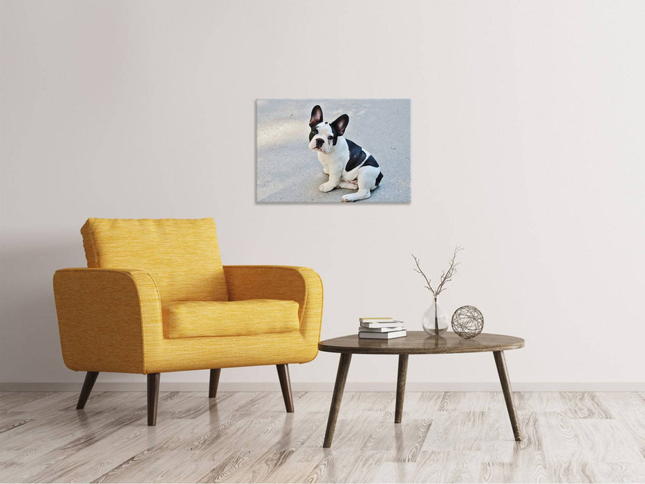 Tableaux sur toile Mignon bouledogue français