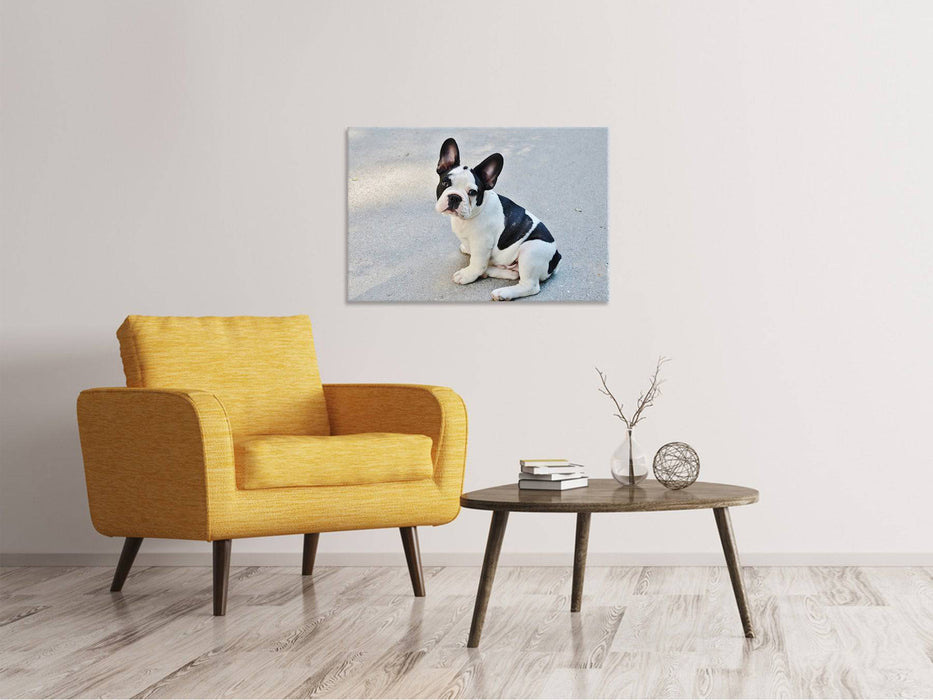 Tableaux sur toile Mignon bouledogue français