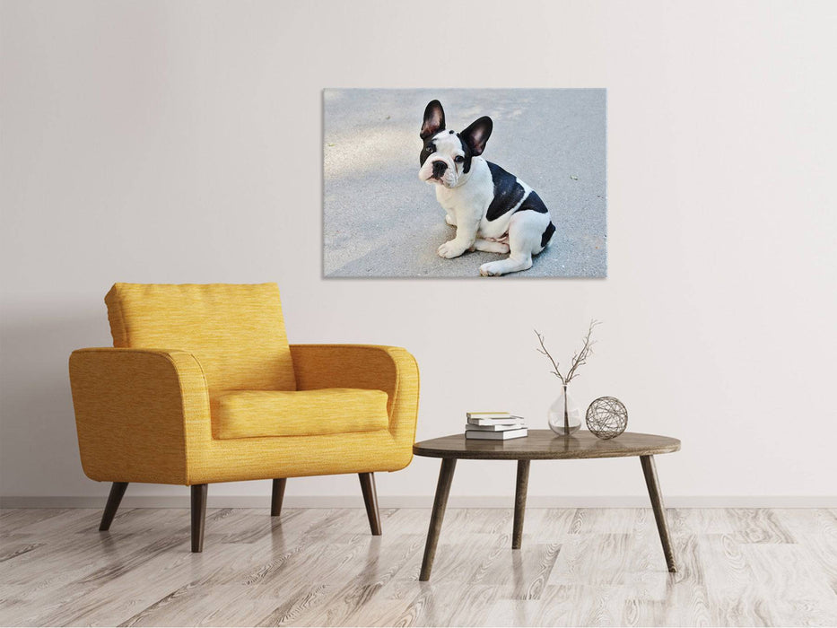 Tableaux sur toile Mignon bouledogue français