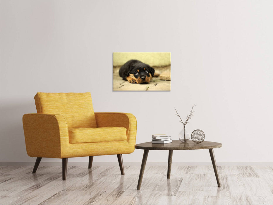 Leinwandbild Süsse Rottweiler Welpe