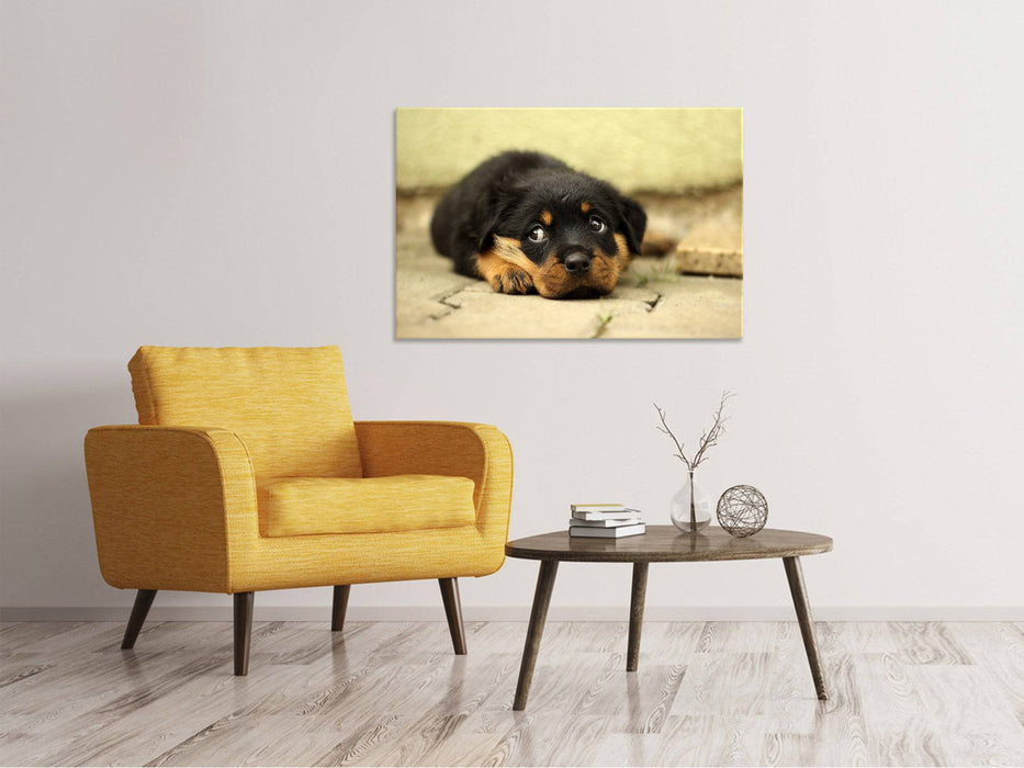 Leinwandbild Süsse Rottweiler Welpe