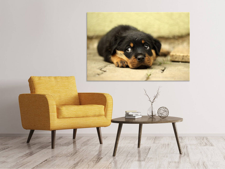 Leinwandbild Süsse Rottweiler Welpe