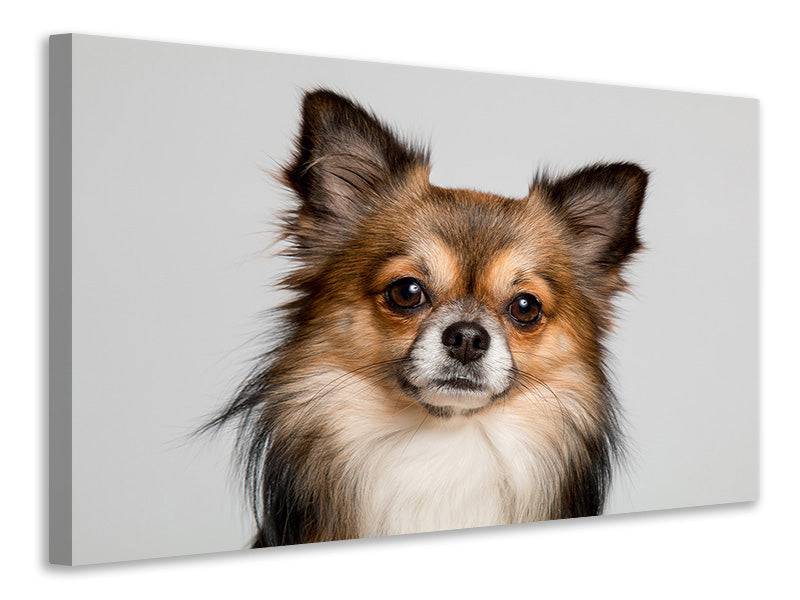 Canvas print Cute Chihuahua