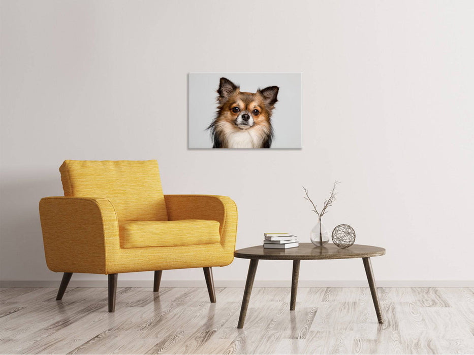 Canvas print Cute Chihuahua