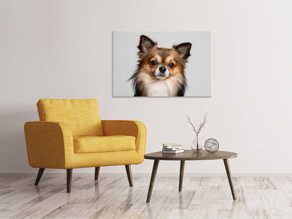 Canvas print Cute Chihuahua