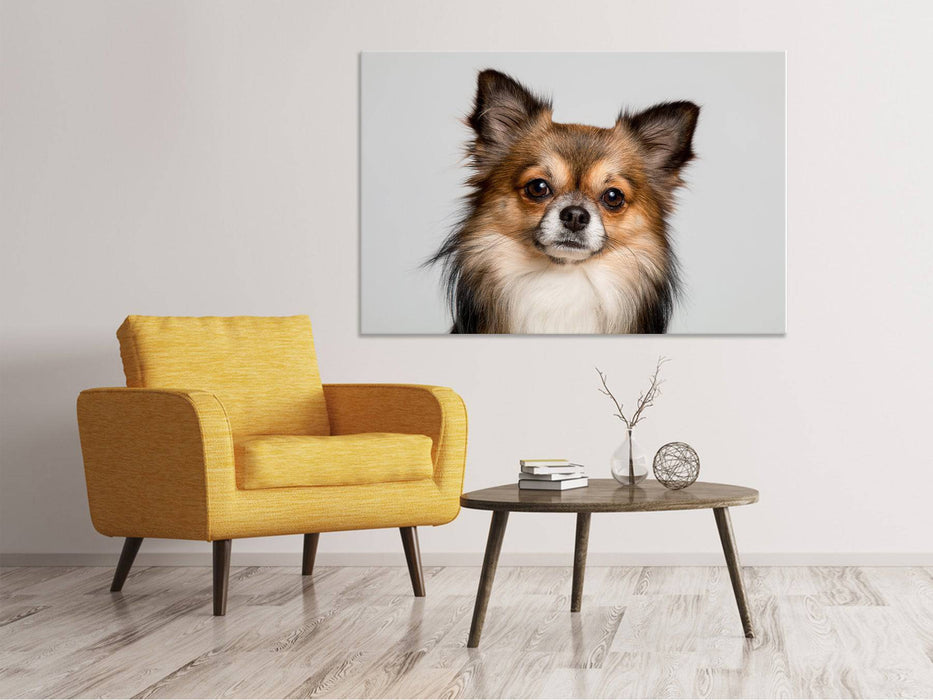 Canvas print Cute Chihuahua