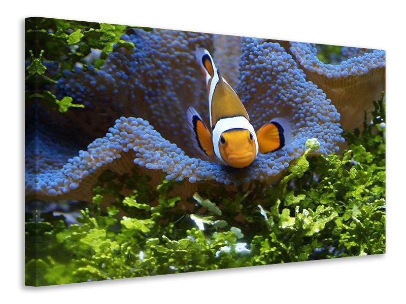 Canvas print Cute clown fish