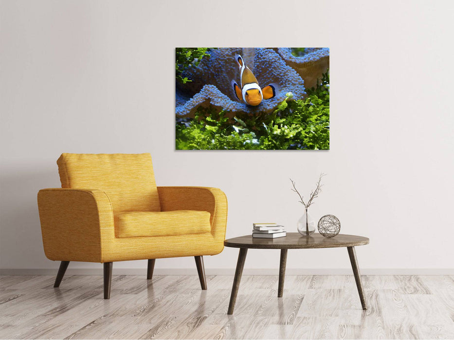 Canvas print Cute clown fish