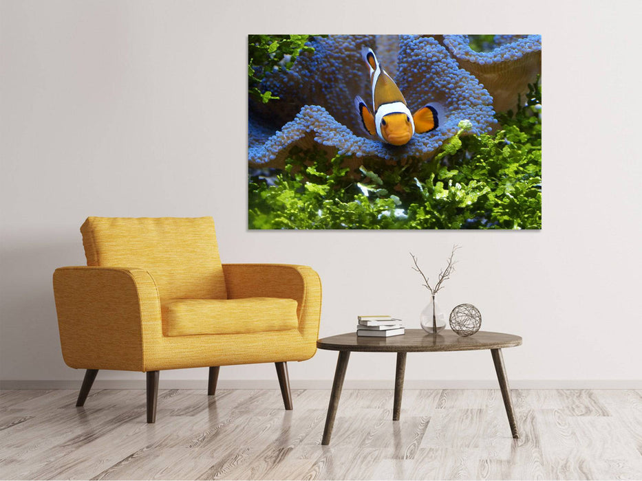 Canvas print Cute clown fish