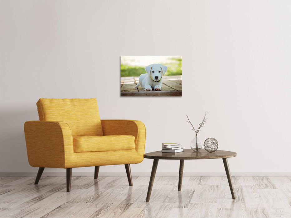 Tableaux sur toile Bébé chien mignon