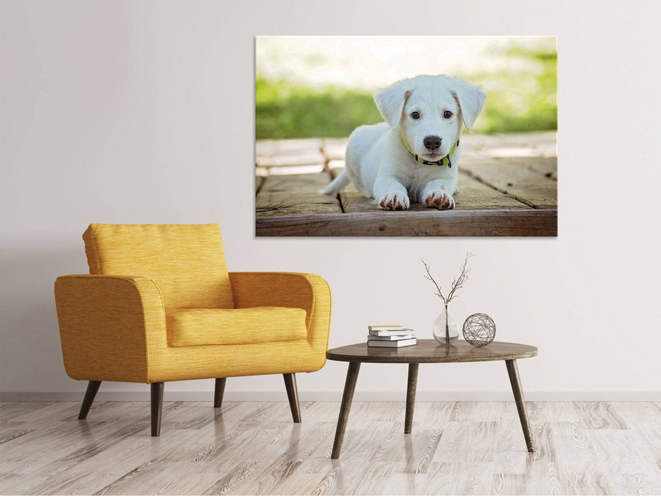 Tableaux sur toile Bébé chien mignon