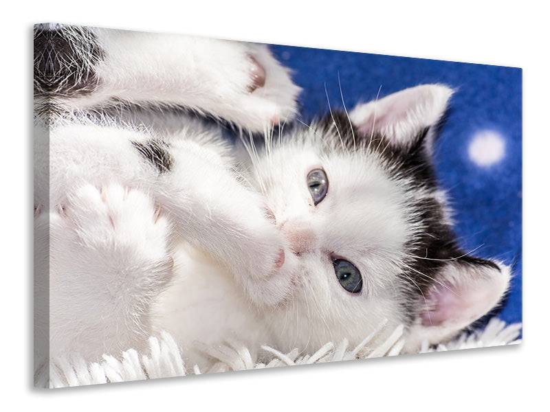 Canvas print Cute kitten