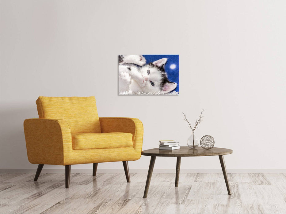 Canvas print Cute kitten