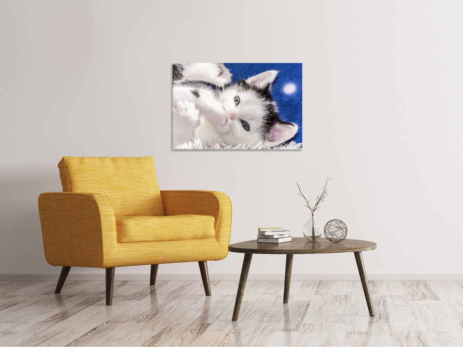 Canvas print Cute kitten