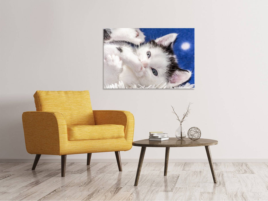 Canvas print Cute kitten