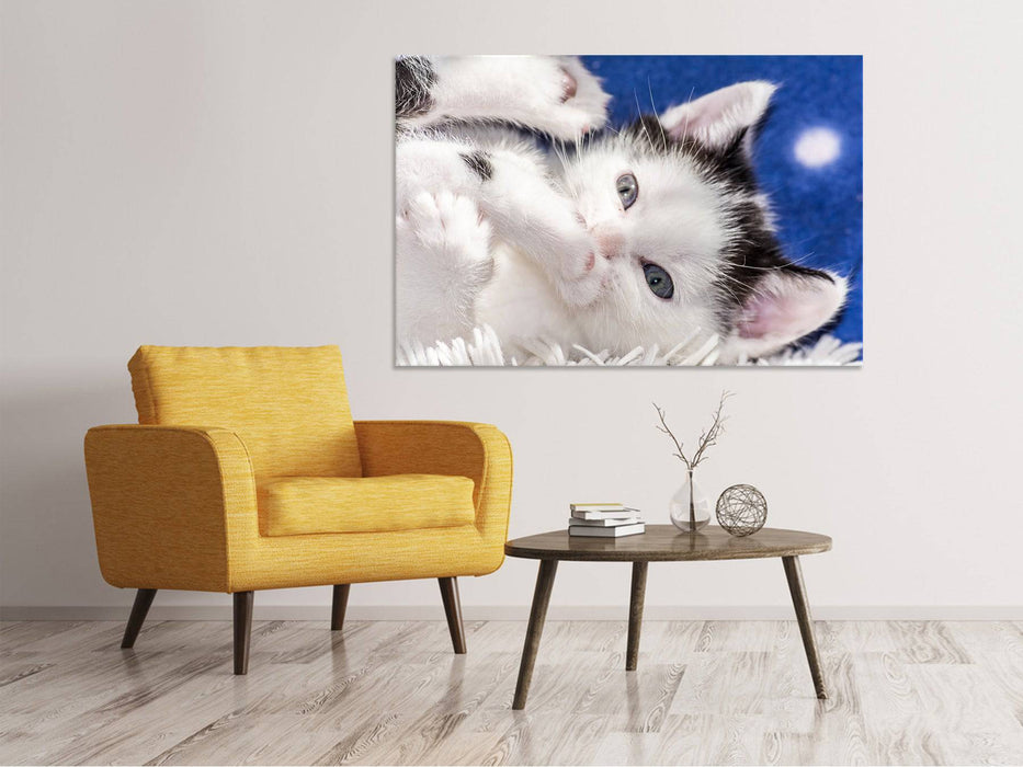 Canvas print Cute kitten