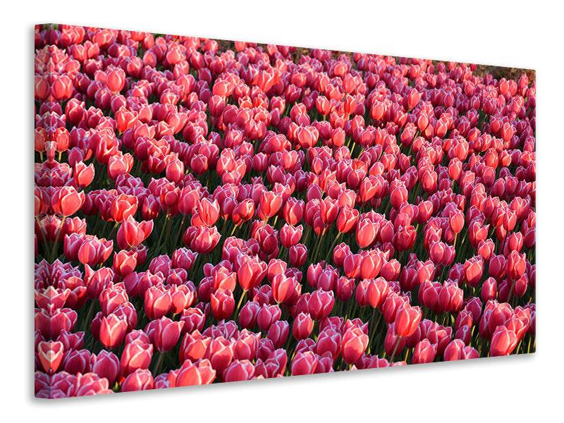 Tableaux sur toile Champ de tulipes luxuriantes