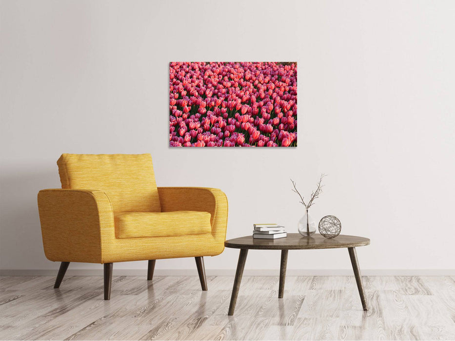 Tableaux sur toile Champ de tulipes luxuriantes