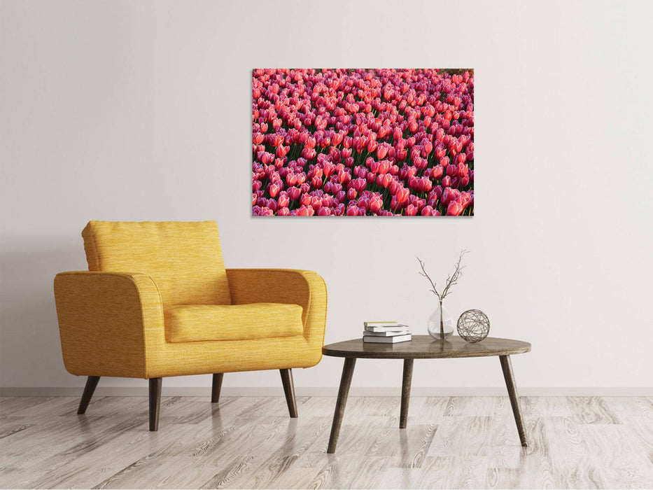 Tableaux sur toile Champ de tulipes luxuriantes