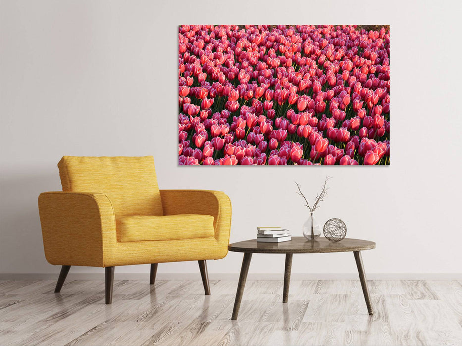 Tableaux sur toile Champ de tulipes luxuriantes