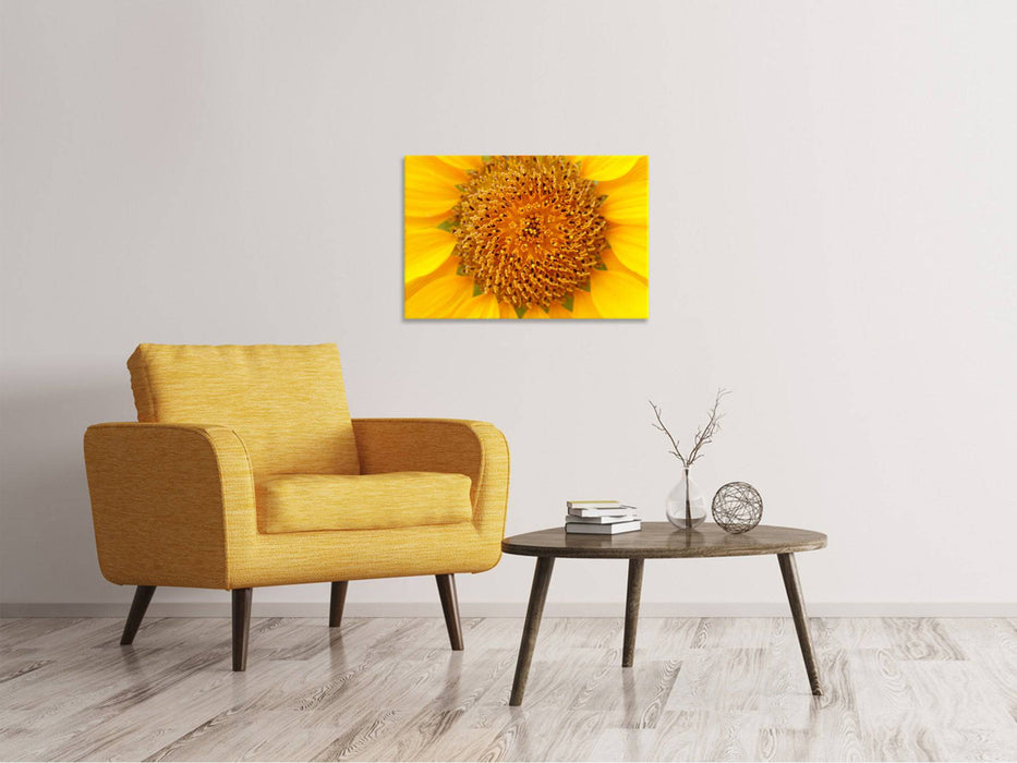 Leinwandbild Wunderschöne Knospen der Sonnenblume