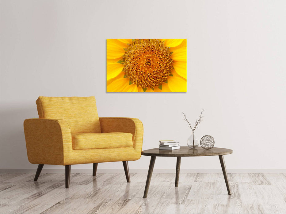 Leinwandbild Wunderschöne Knospen der Sonnenblume