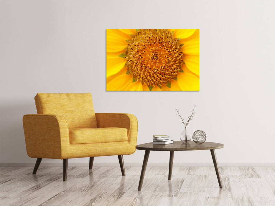 Leinwandbild Wunderschöne Knospen der Sonnenblume