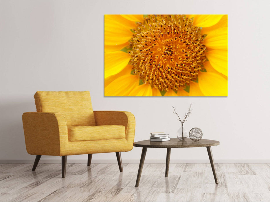 Leinwandbild Wunderschöne Knospen der Sonnenblume