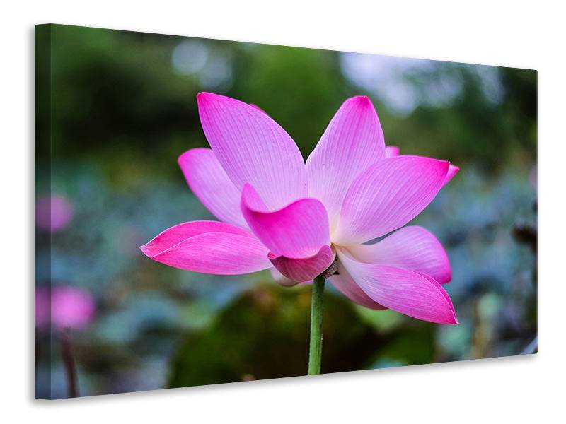 Canvas print Beautiful lotus