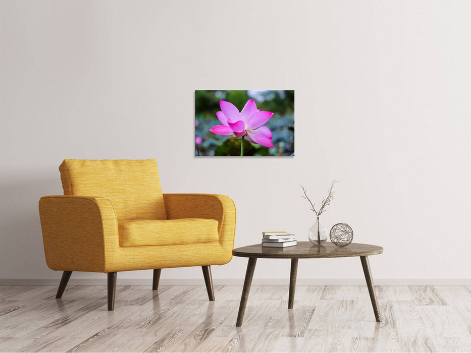 Canvas print Beautiful lotus