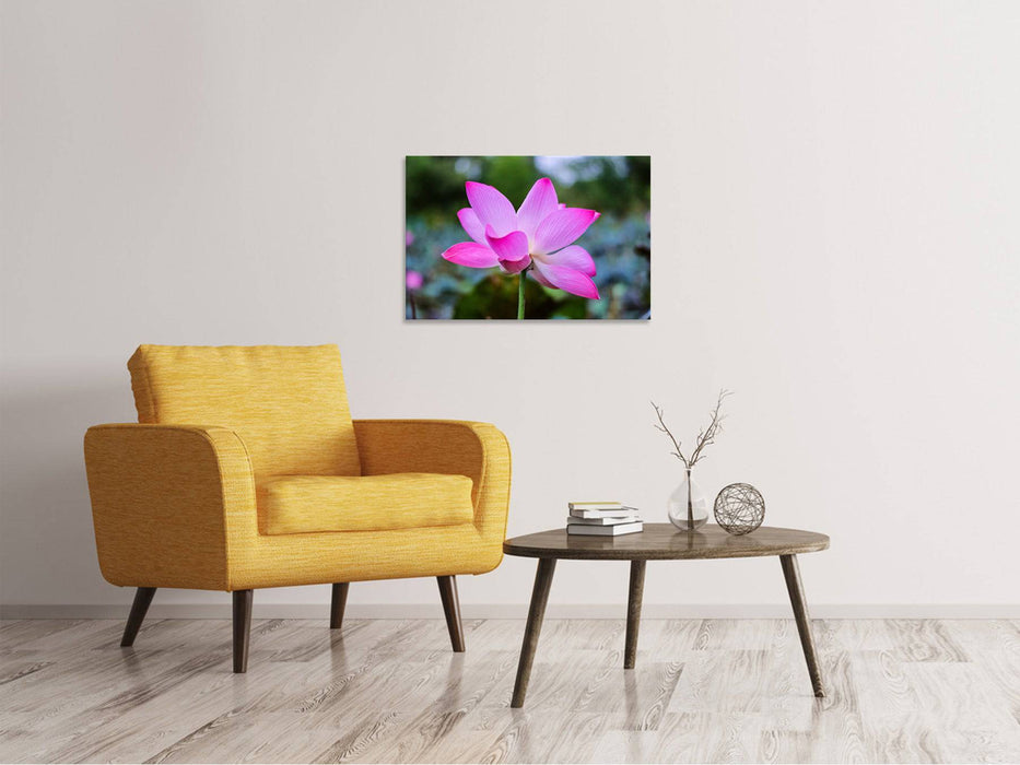 Canvas print Beautiful lotus