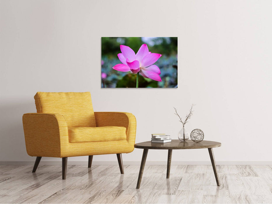 Canvas print Beautiful lotus