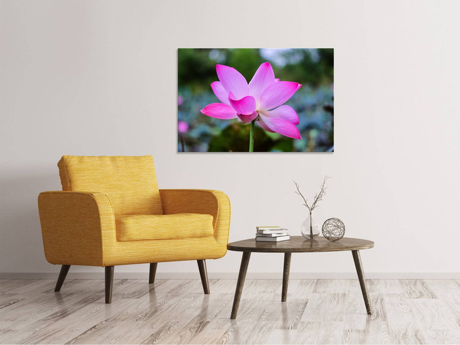 Canvas print Beautiful lotus