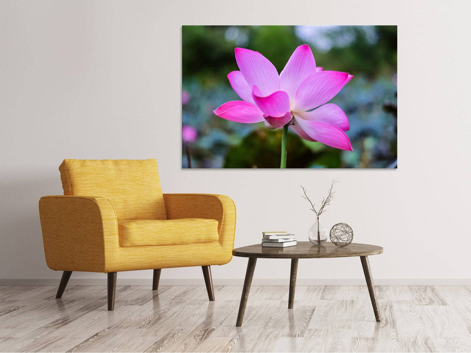 Canvas print Beautiful lotus