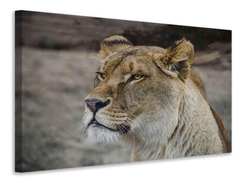 Canvas print Head of a lioness